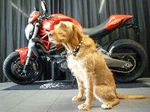 Motorrad kaufen Occasion DUCATI 821 Monster ABS (naked)