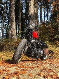 Motorrad kaufen Occasion HARLEY-DAVIDSON XL 1200 X Forty-Eight (custom)